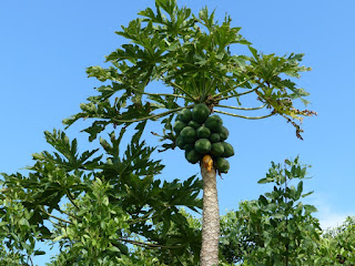 Carica papaya - Papayer 