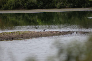 Green Sandpiper