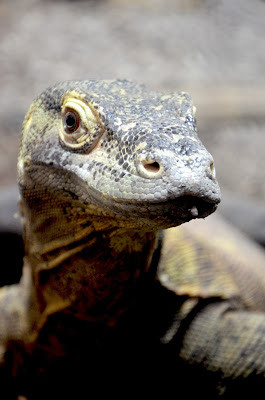 komodo dragon