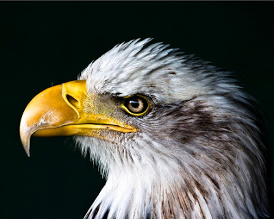 Bird Animal United States Of America Bald Eagle
