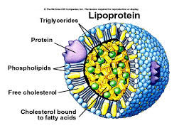 Lipoprotein