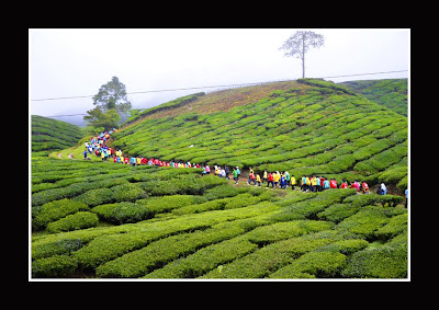 CIKGU RAHMAN CAMERON : Keunikan Di Cameron Highlands