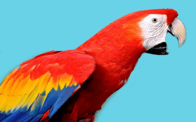 Burung Scarlet Macaw