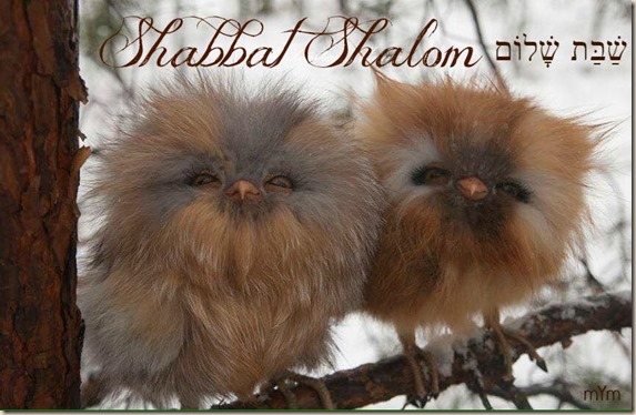 Poster_bat_shalom_owls