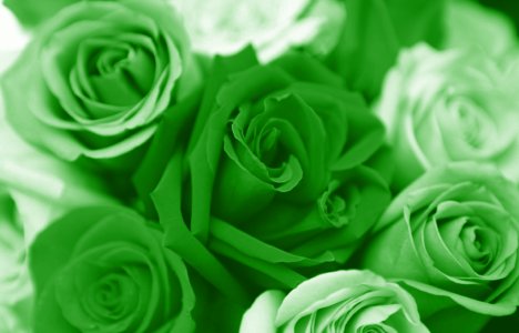 Green Wallpaper on Green Roses   Yellow Color Wallpapers