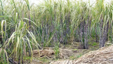 sugarcane-price-2023