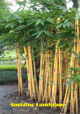 bambu-panda-kuning