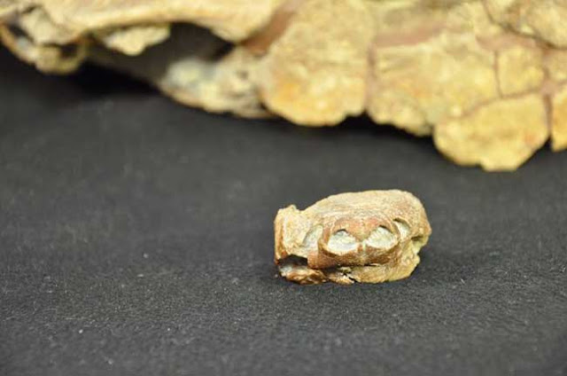  Fosil pelik penyu seperti babi pupus 45 juta tahun telah ditemui buat pertama kali