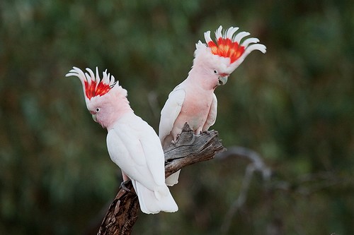 Burung terindah