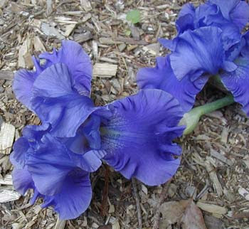 bearded iris, top