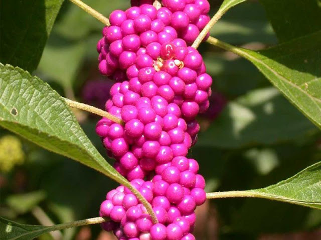 American beauty berry