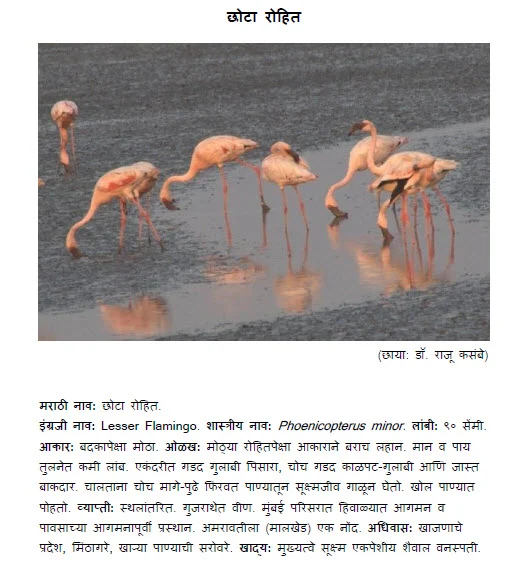 Lesser Flamingo - chhota Rohit bird information in marathi