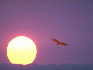 Horizonte vermelho ao pôr do sol amarelo e pássaro a voar. http://belverede.blogspot.com.br