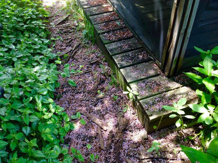 Lilac Blossoms on the garden path