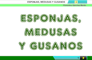  Esponjas, medusas, gusanos