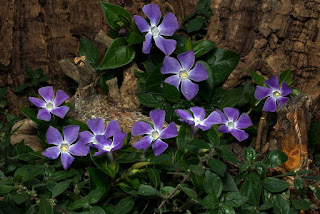 Rising Mercury??? 9 Flowering Plants that love the Sun.