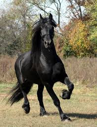Best Horse HD Free Photos Download.6