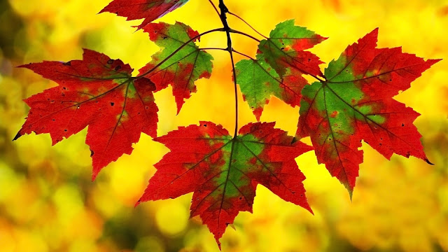 Green And Red Leaves HD Wallpaper