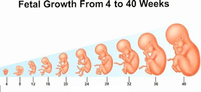 مراحل الحمل و نمو الجنين بالأسبوع مراحل نمو الجنين بالصور شهريا  Fetal development week by week