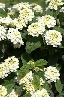 Lantana camara var. alba