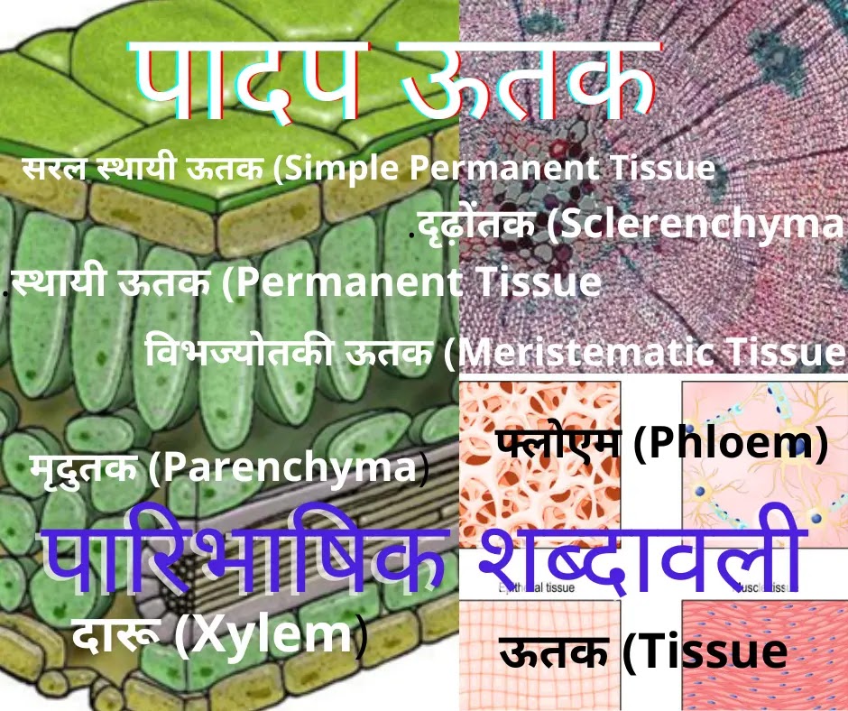 Plant Tissue - Terminology
