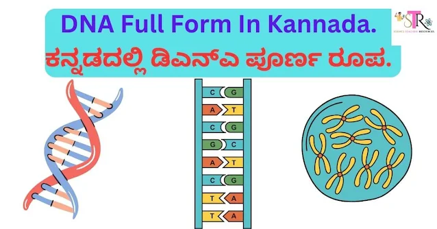 DNA Full Form In Kannada-ಕನ್ನಡದಲ್ಲಿ ಡಿಎನ್ಎ ಪೂರ್ಣ ರೂಪ