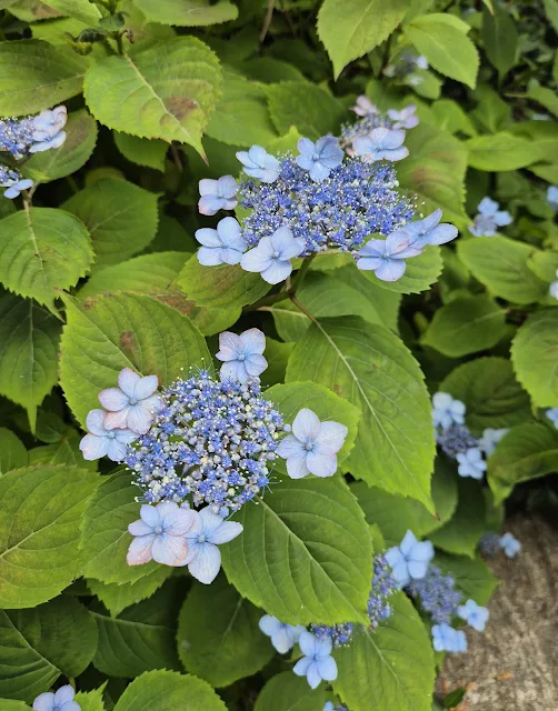 A close-up of light blue lacecap hydrangeas in bloom, surrounded by lush green leaves. The delicate outer petals form a ring around the dense cluster of tiny central florets. Some petals show a faint pinkish hue, adding subtle color variation.