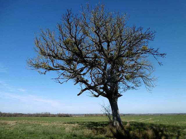Mistletoe on an oak tree, Indre et Loire, France. Photo by Loire Valley Time Travel.