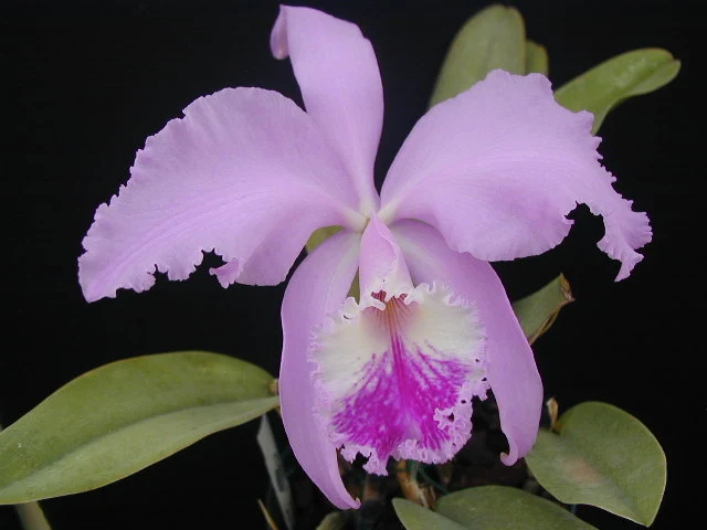 Catléia-Cattleya-spp-Orquídea-Orquídea-catléia