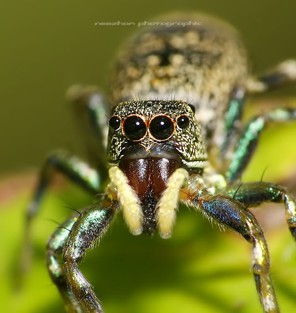 Jumping Spider - Yellow brown bluey