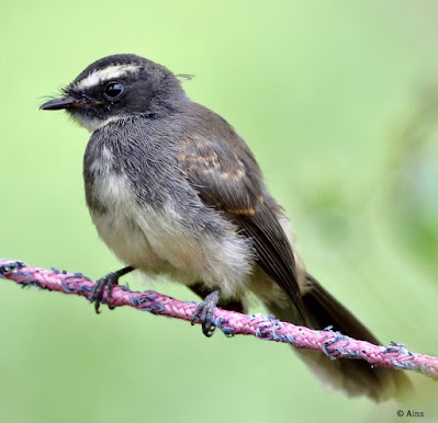 "Spot-breasted Fantail, sitting on clothes line."