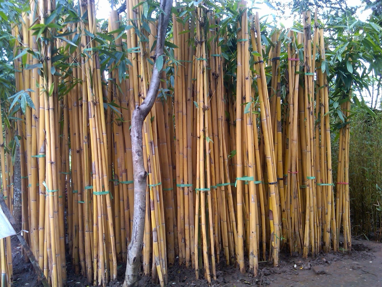 Rumput Taman Modern Rumput Jepang  Bambu  Jepang  Bambu  