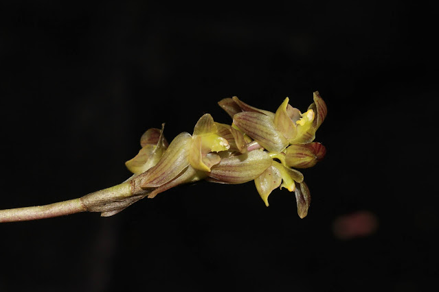 Bulbophyllum medioximum