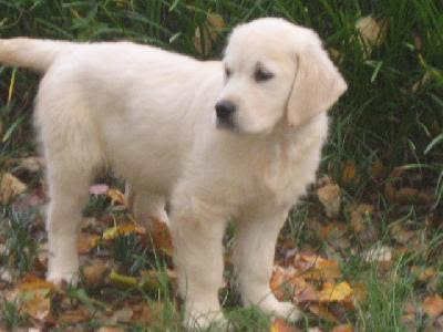 golden retriever puppy playing. golden retriever puppies.