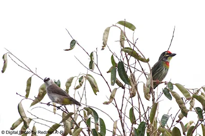 Barbet and Bulbul