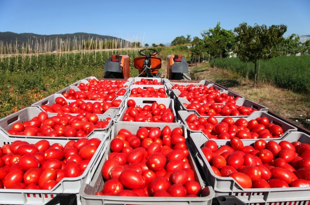 الحرب على الطماطم المغربية تعود مع تنفيذ “البريكست”