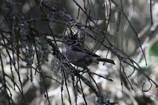 Crested Tit