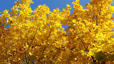 goldener-oktober