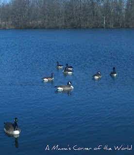 Canadian geese on Shrock Lake from http://www.amamascorneroftheworld.com