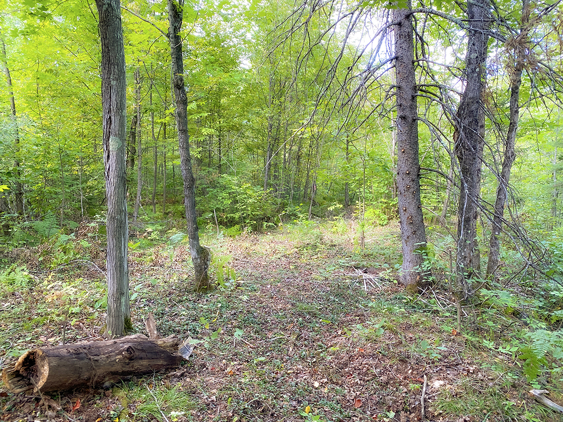 primitive campsite beside the Tyler Forks