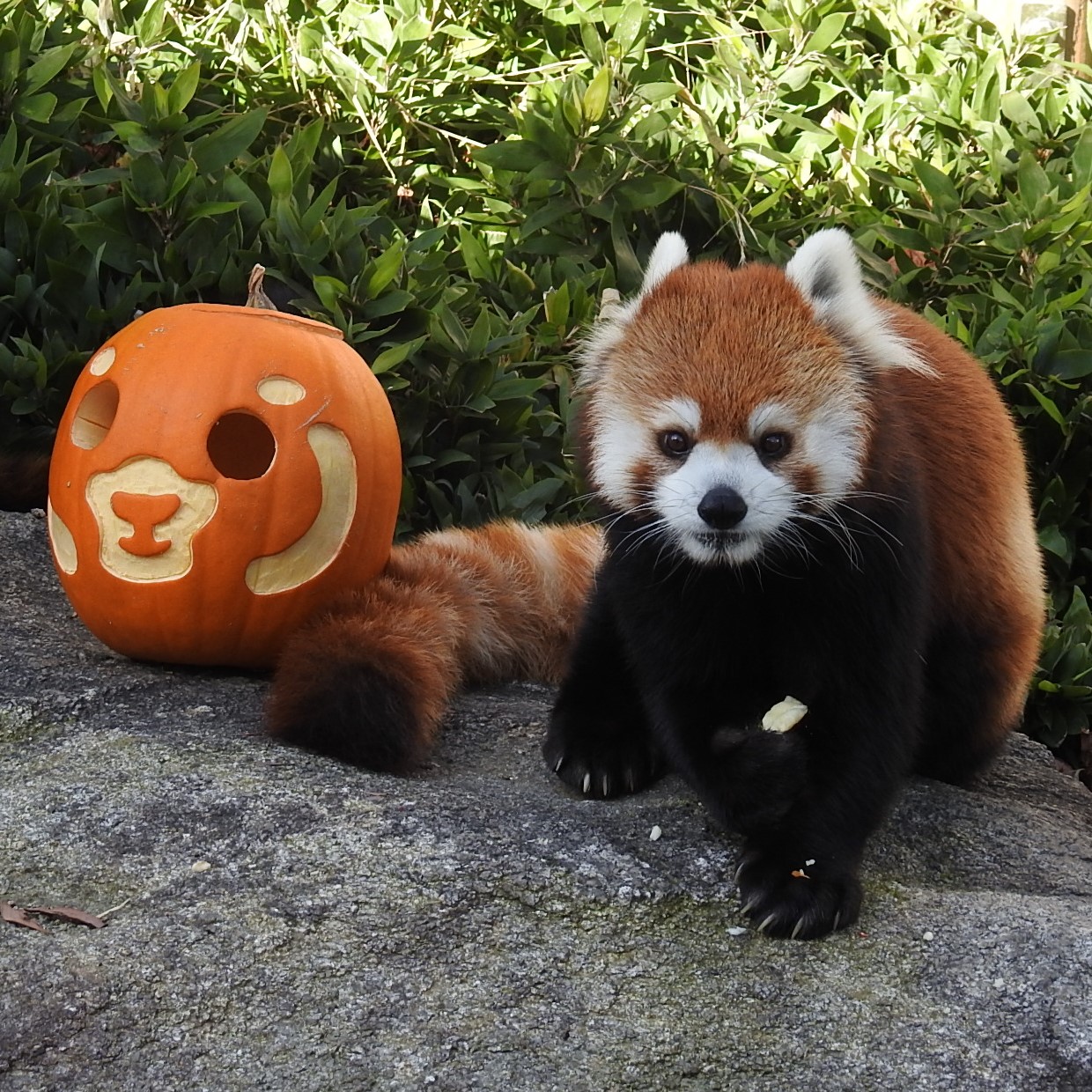 福岡市動物園ブログ 動物園もハロウィン 動物たちに お化けカボチャ をプレゼント その2