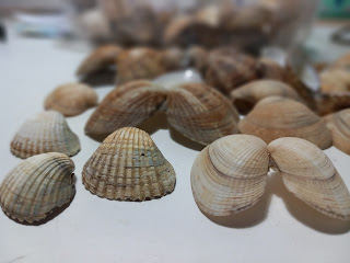 Arselle e vongole, conchiglie da riciclare