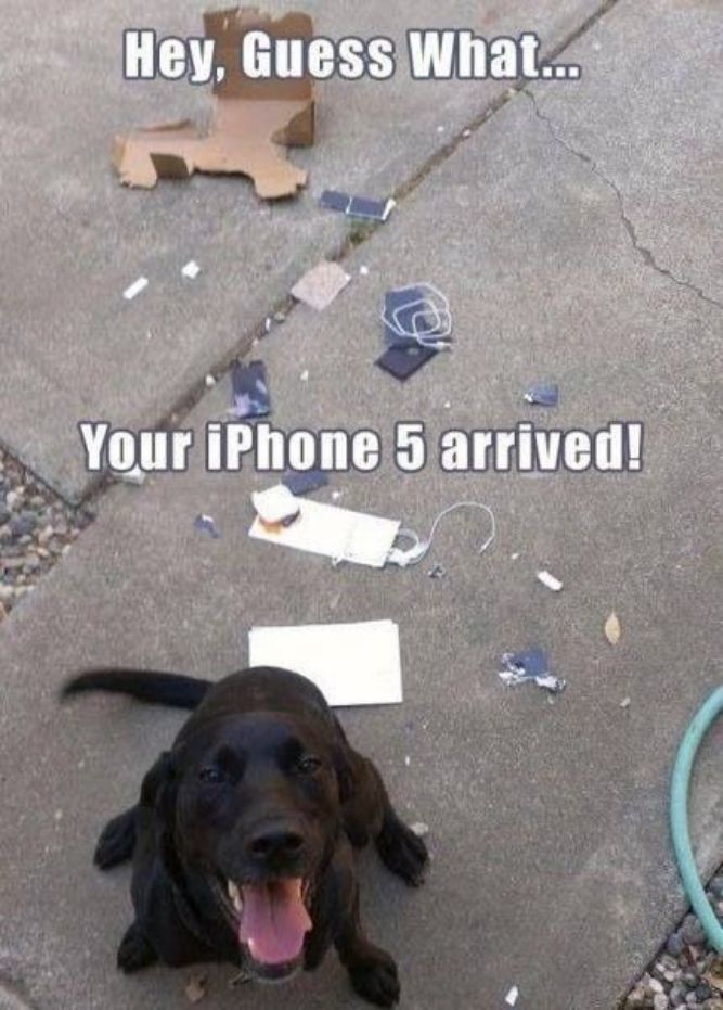 Your iPhone arrived! - Funny Dog Memes, pictures, photos, images, pics, captions, jokes, quotes, wishes, quotes, SMS, status, messages, wallpapers.