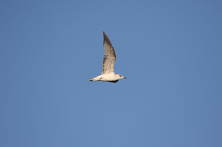 1st cycle Common Gull