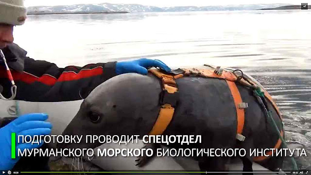 Foca sendo treinada na base naval russa de Murmansk