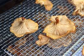 Dried Mushroom  Supplier In Bunswada