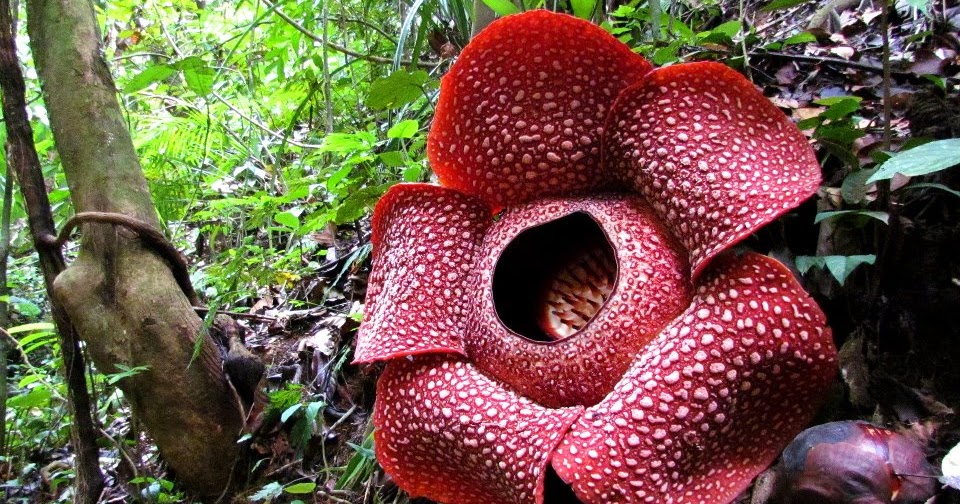 Mengenal Hewan dan Tumbuhan Nama  Ilmiah  Bunga  Rafflesia