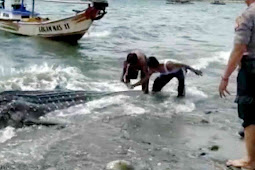 Ikan Hiu Paus Terdampar di Pesisir Pantai Pelabuhan Ratu