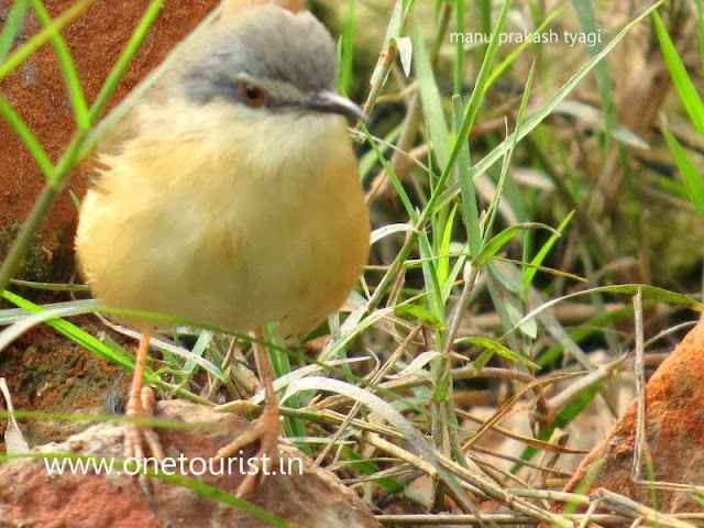 A small bird , छोटी चिडिया 