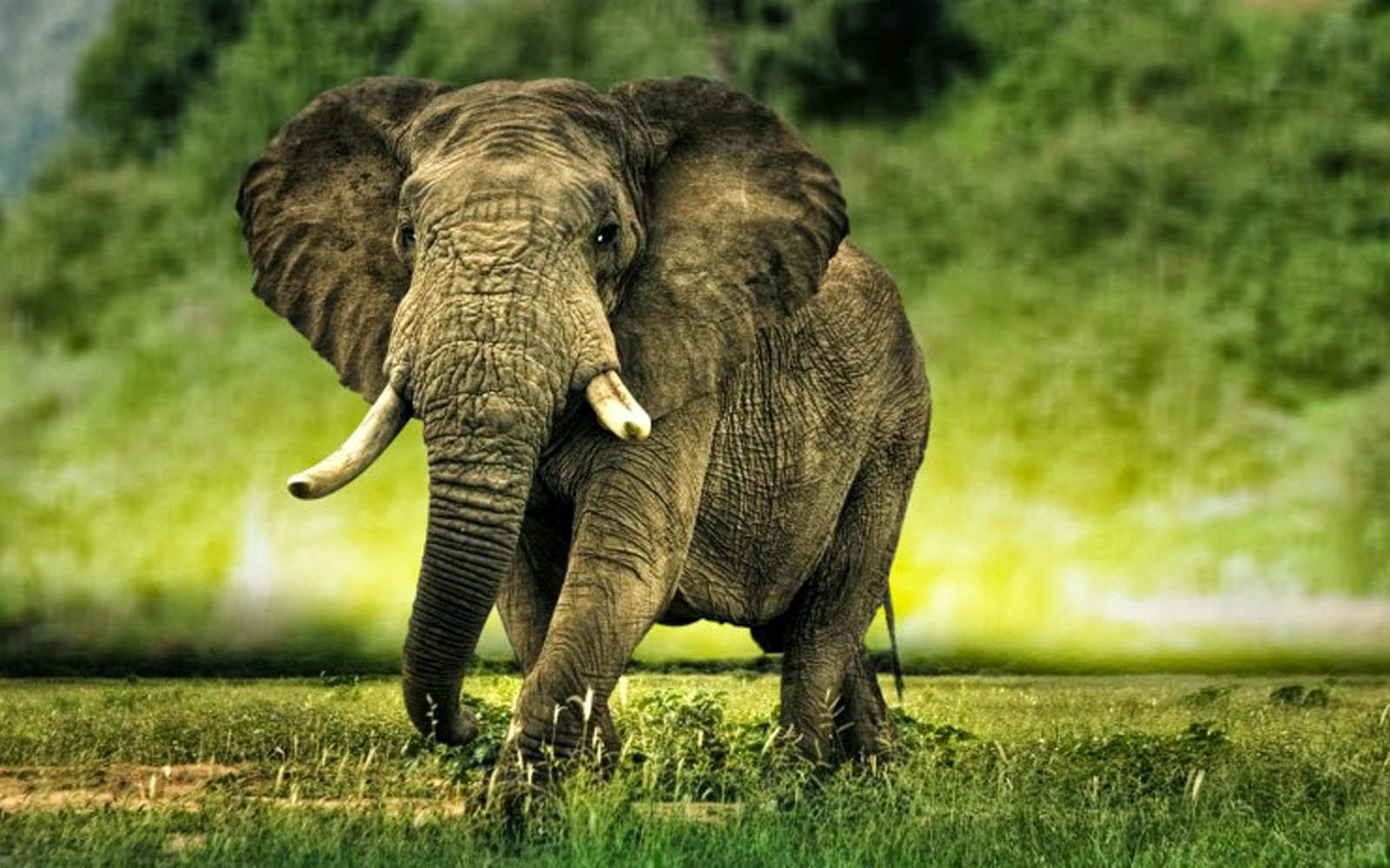 Elephant HD Wallpapers Animals World